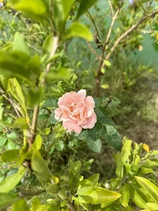 Inside My Tam's Thousand-Square-Meter Garden and Farm - image 9