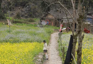 Conquering Ha Giang: A Thrilling Journey of a Hanoi Traveler - image 4