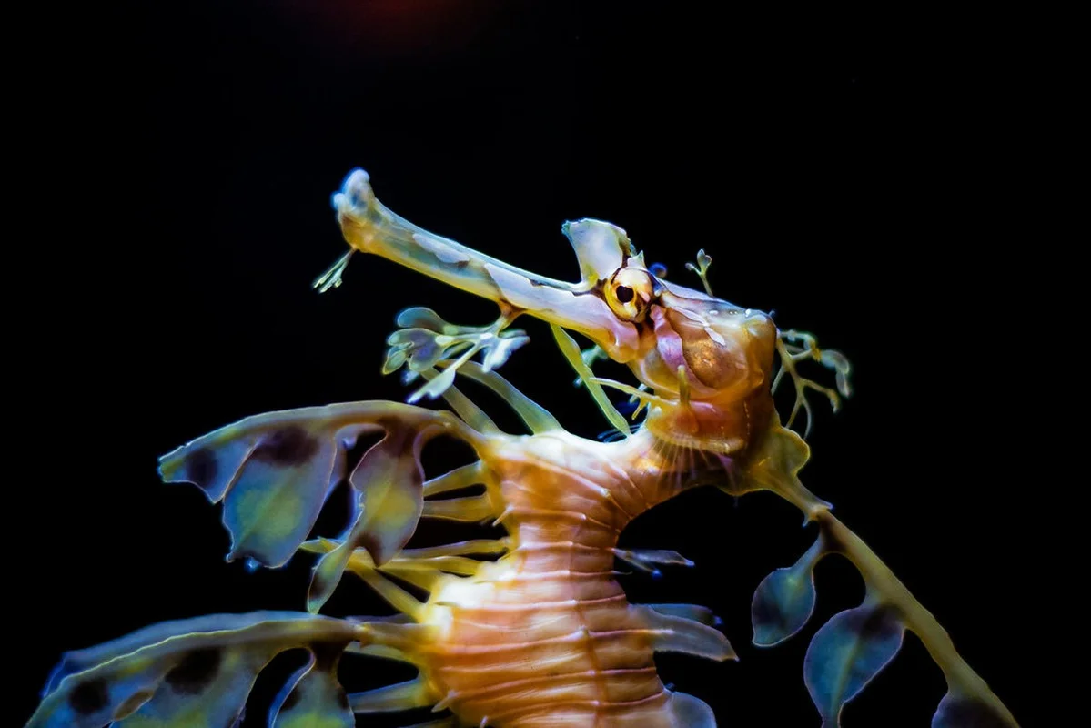 The Mesmerizing Beauty of the Leafy Seadragon Marine Legend