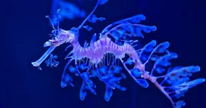 The Mesmerizing Beauty of the Leafy Seadragon Marine Legend - image 10