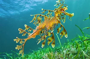 The Mesmerizing Beauty of the Leafy Seadragon Marine Legend - image 5