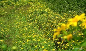 Best Places to See Wild Sunflowers Across Vietnam This Season - image 1