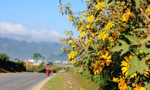Best Places to See Wild Sunflowers Across Vietnam This Season - image 0