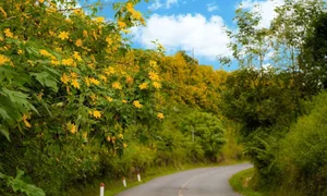 Best Places to See Wild Sunflowers Across Vietnam This Season - image 4