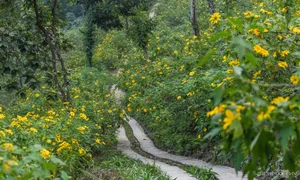 Best Places to See Wild Sunflowers Across Vietnam This Season - image 6