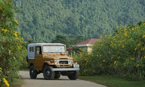 Best Places to See Wild Sunflowers Across Vietnam This Season - image 7