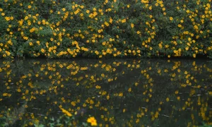 Best Places to See Wild Sunflowers Across Vietnam This Season - image 3