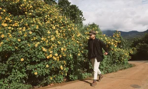 Best Places to See Wild Sunflowers Across Vietnam This Season - image 5