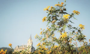 Best Places to See Wild Sunflowers Across Vietnam This Season - image 2