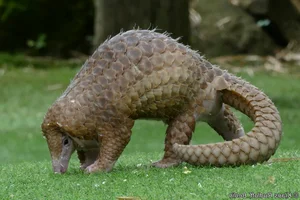 Rare Endangered Species Discovered in Local Farmland - image 5