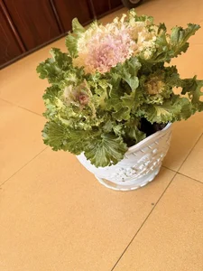 Unique Cabbage Roses: The Hottest Floral Trend for Lunar New Year 2025 - image 3