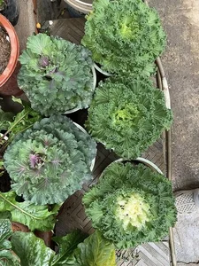 Unique Cabbage Roses: The Hottest Floral Trend for Lunar New Year 2025 - image 5
