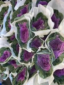 Unique Cabbage Roses: The Hottest Floral Trend for Lunar New Year 2025 - image 7
