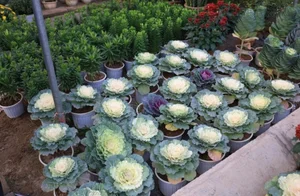 Unique Cabbage Roses: The Hottest Floral Trend for Lunar New Year 2025 - image 1