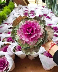 Unique Cabbage Roses: The Hottest Floral Trend for Lunar New Year 2025 - image 4