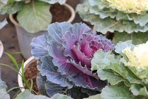 Unique Cabbage Roses: The Hottest Floral Trend for Lunar New Year 2025 - image 2