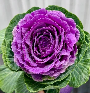 Unique Cabbage Roses: The Hottest Floral Trend for Lunar New Year 2025 - image 6