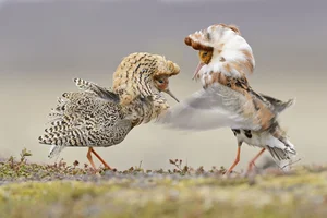 The World's Most Aggressive Bird with Bizarre Breeding Habits - image 1