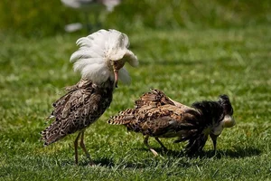 The World's Most Aggressive Bird with Bizarre Breeding Habits - image 6