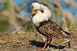 The World's Most Aggressive Bird with Bizarre Breeding Habits - image 7