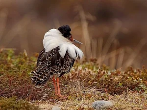 The World's Most Aggressive Bird with Bizarre Breeding Habits - image 8