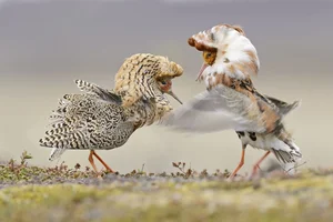 The World's Most Aggressive Bird with Bizarre Breeding Habits - image 3