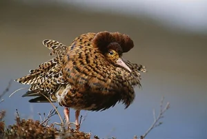 The World's Most Aggressive Bird with Bizarre Breeding Habits - image 5