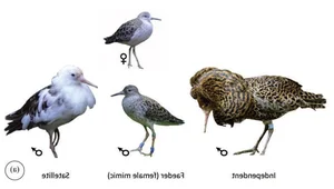 The World's Most Aggressive Bird with Bizarre Breeding Habits - image 0