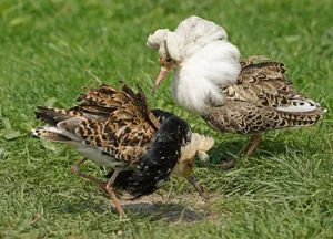 The World's Most Aggressive Bird with Bizarre Breeding Habits - image 4