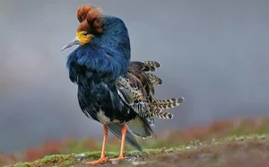The World's Most Aggressive Bird with Bizarre Breeding Habits - image 2
