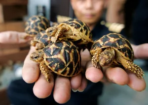 The World's Most Beautiful Tortoise: A Highly Sought-After Pet - image 5