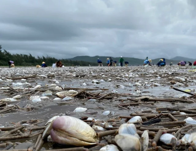Locals Harvest 'Heaven's Gift' as Seafood Washes Ashore After Storm No. 4