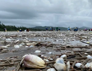 Locals Harvest 'Heaven's Gift' as Seafood Washes Ashore After Storm No. 4 - image 0