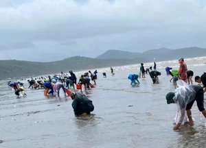 Locals Harvest 'Heaven's Gift' as Seafood Washes Ashore After Storm No. 4 - image 3