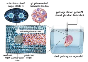 The Incredible Miracles of 3D Bioprinting Technology in Modern Medicine - image 6