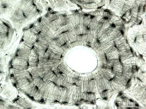 The Incredible Miracles of 3D Bioprinting Technology in Modern Medicine - image 1
