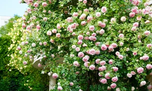 The Spectacular Flower Balcony in Hungary Created by a Vietnamese Expat - image 5