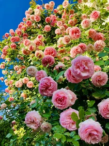 The Spectacular Flower Balcony in Hungary Created by a Vietnamese Expat - image 2