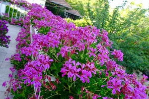 The Spectacular Flower Balcony in Hungary Created by a Vietnamese Expat - image 3