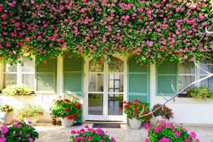 The Spectacular Flower Balcony in Hungary Created by a Vietnamese Expat - image 10