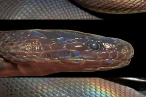 Rare Iridescent Snake Species Achalinus zugorum Discovered in Vietnam - image 4