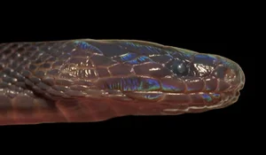 Rare Iridescent Snake Species Achalinus zugorum Discovered in Vietnam - image 6