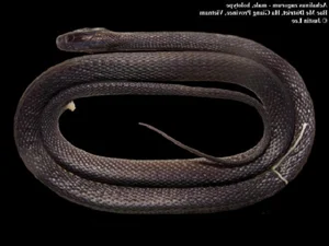 Rare Iridescent Snake Species Achalinus zugorum Discovered in Vietnam - image 5