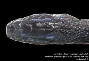 Rare Iridescent Snake Species Achalinus zugorum Discovered in Vietnam - image 0
