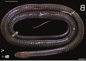 Rare Iridescent Snake Species Achalinus zugorum Discovered in Vietnam - image 2