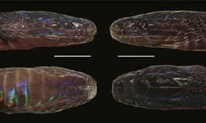 Rare Iridescent Snake Species Achalinus zugorum Discovered in Vietnam - image 1