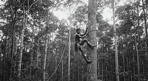 Rare Historical Moments: Unseen Photos That Changed Our Perspective - image 0