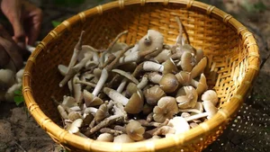 Rare Termite Mushrooms: The Expensive Midnight Delicacy Worth Every Penny - image 1