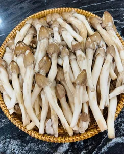 Rare Termite Mushrooms: The Expensive Midnight Delicacy Worth Every Penny - image 3