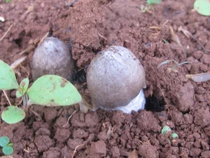 Rare Termite Mushrooms: The Expensive Midnight Delicacy Worth Every Penny - image 4
